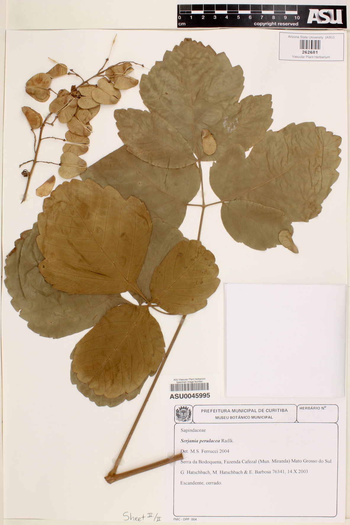 Serjania perulacea image