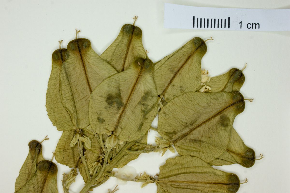 Serjania tripleuria image