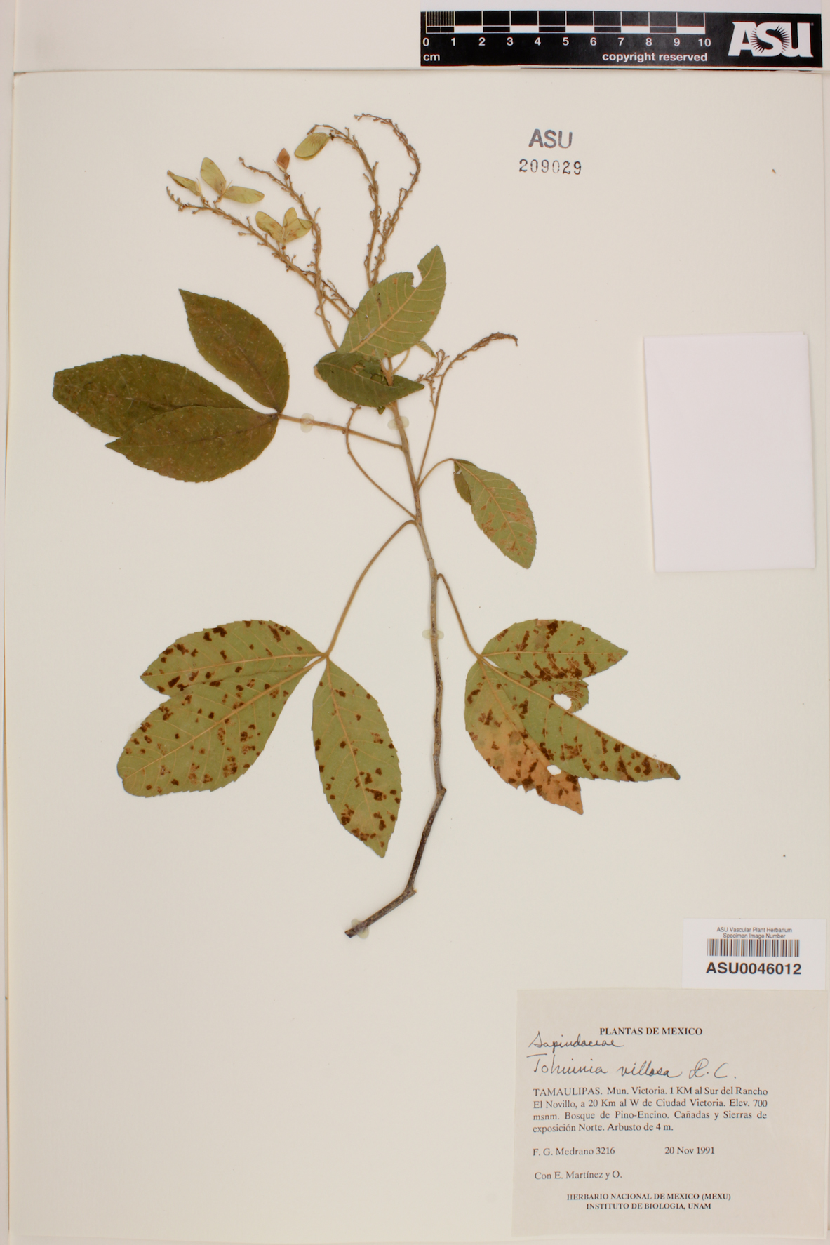 Thouinia villosa image