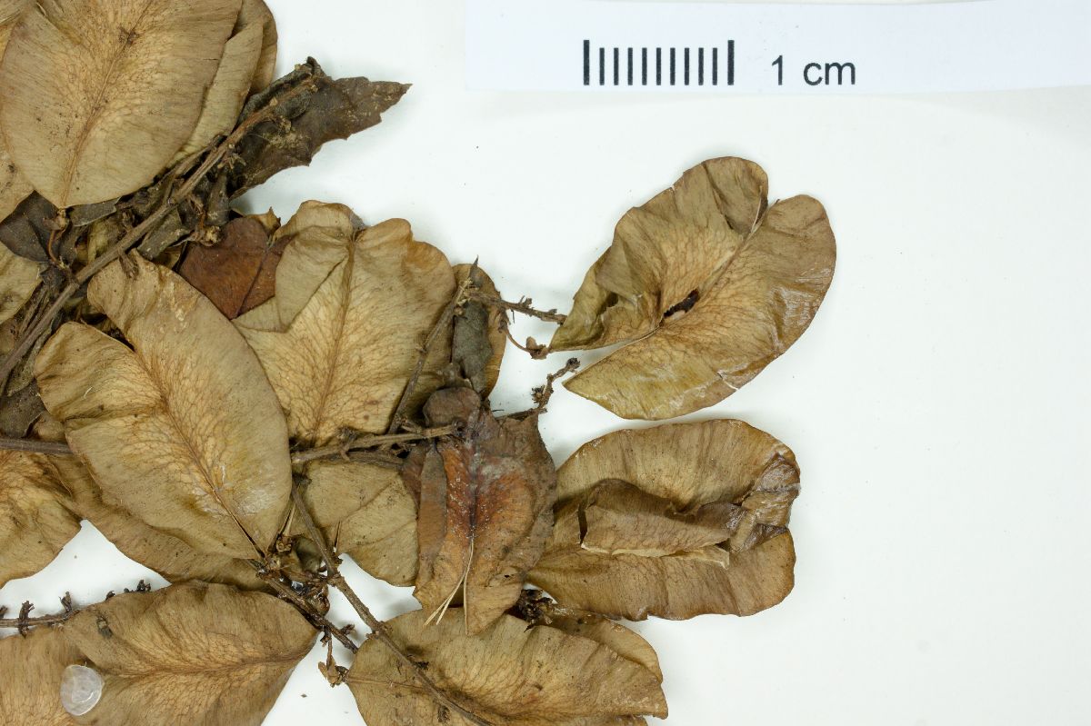 Urvillea laevis image