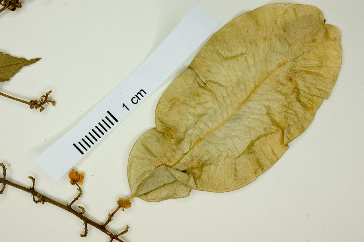 Urvillea triphylla image