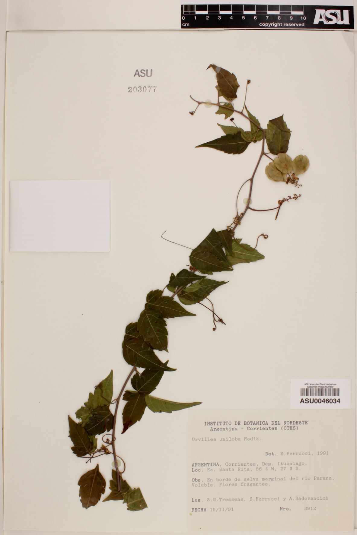Urvillea uniloba image