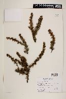 Berberis empetrifolia image