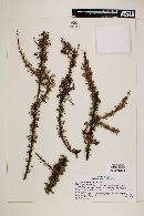 Berberis glomerata image