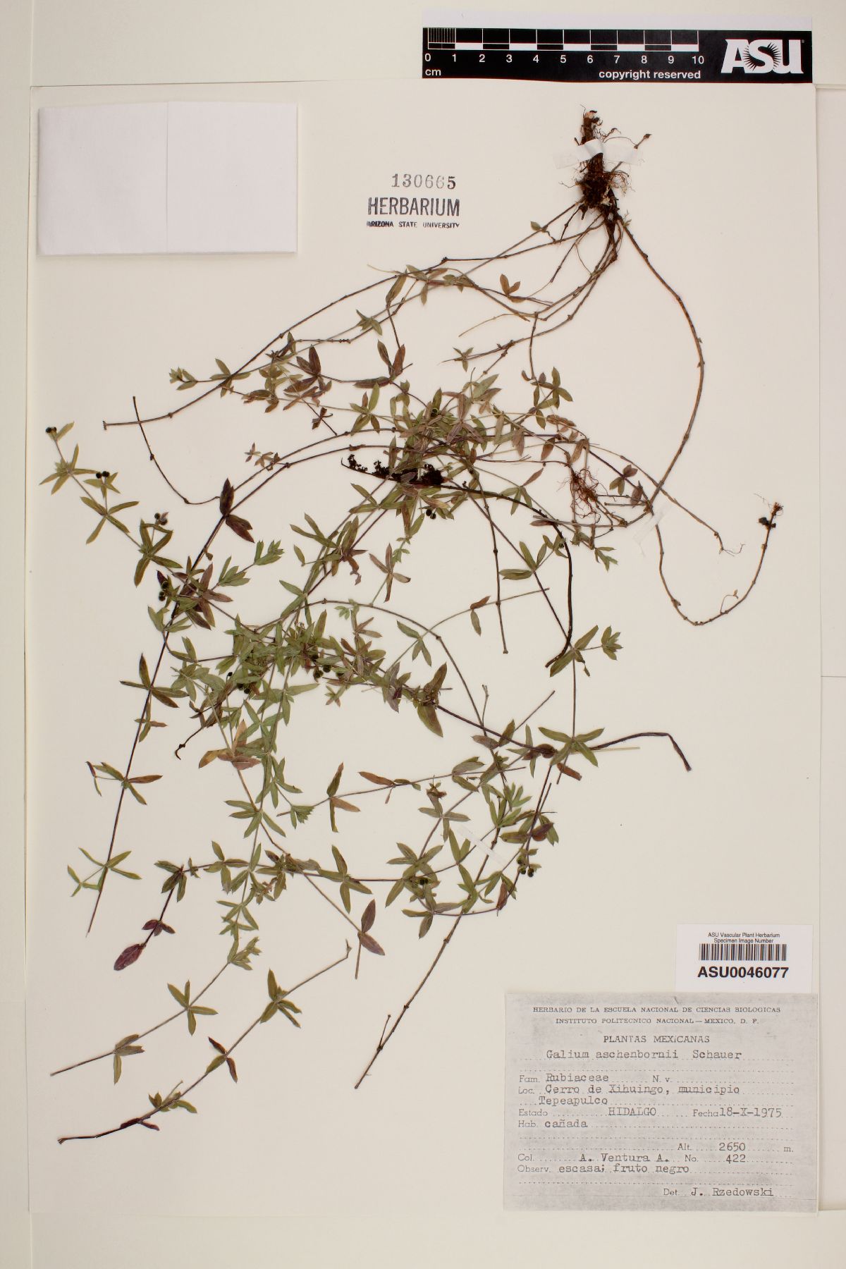 Galium aschenbornii image