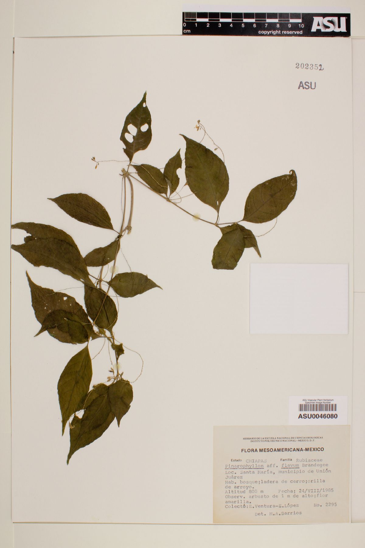 Pinarophyllon flavum image