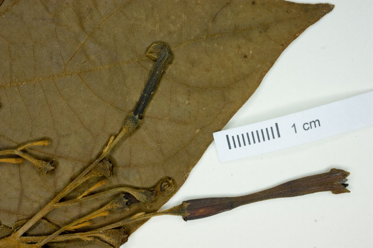Pogonopus tubulosus image