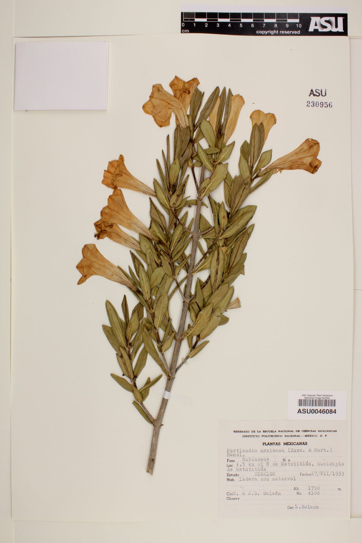 Nernstia mexicana image