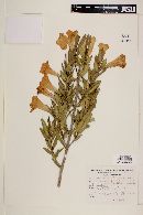 Nernstia mexicana image