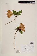 Nernstia mexicana image