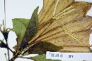 Nernstia mexicana image