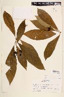 Psychotria chiapensis image