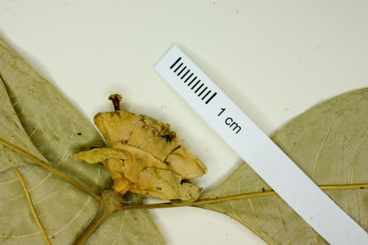 Psychotria glomerulata image