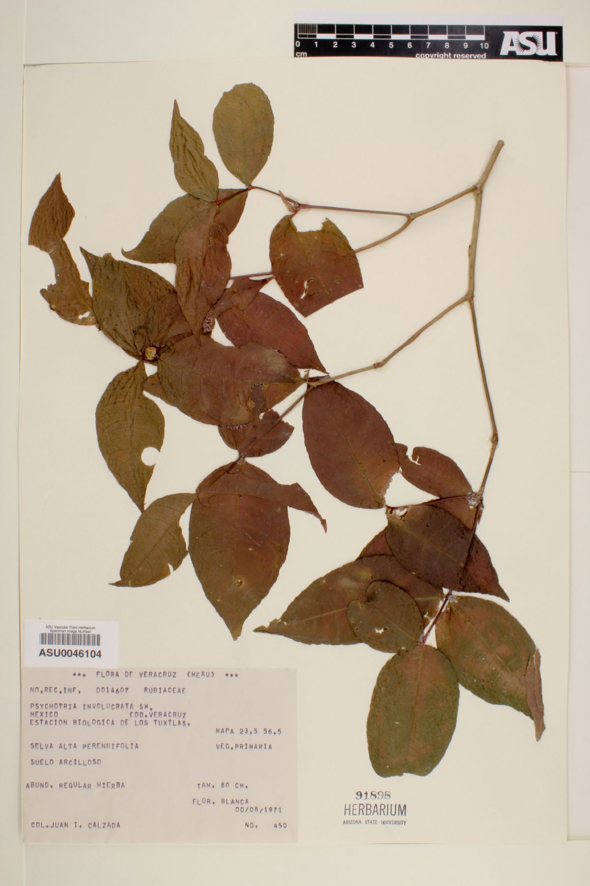 Psychotria involucrata image