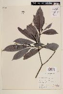 Psychotria marginata image