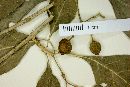 Psychotria microdon image