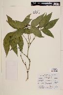 Psychotria officinalis image
