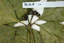 Psychotria officinalis image