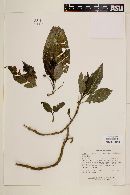 Psychotria panamensis var. ixtlanensis image