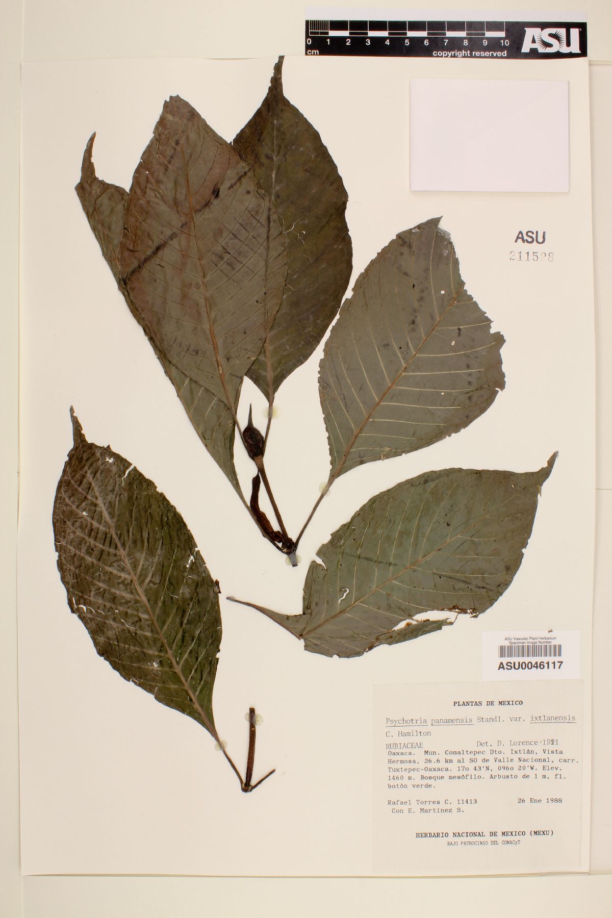 Psychotria panamensis var. ixtlanensis image