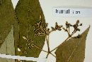 Psychotria papantlensis image
