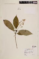 Psychotria patens image