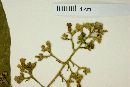 Psychotria patens image