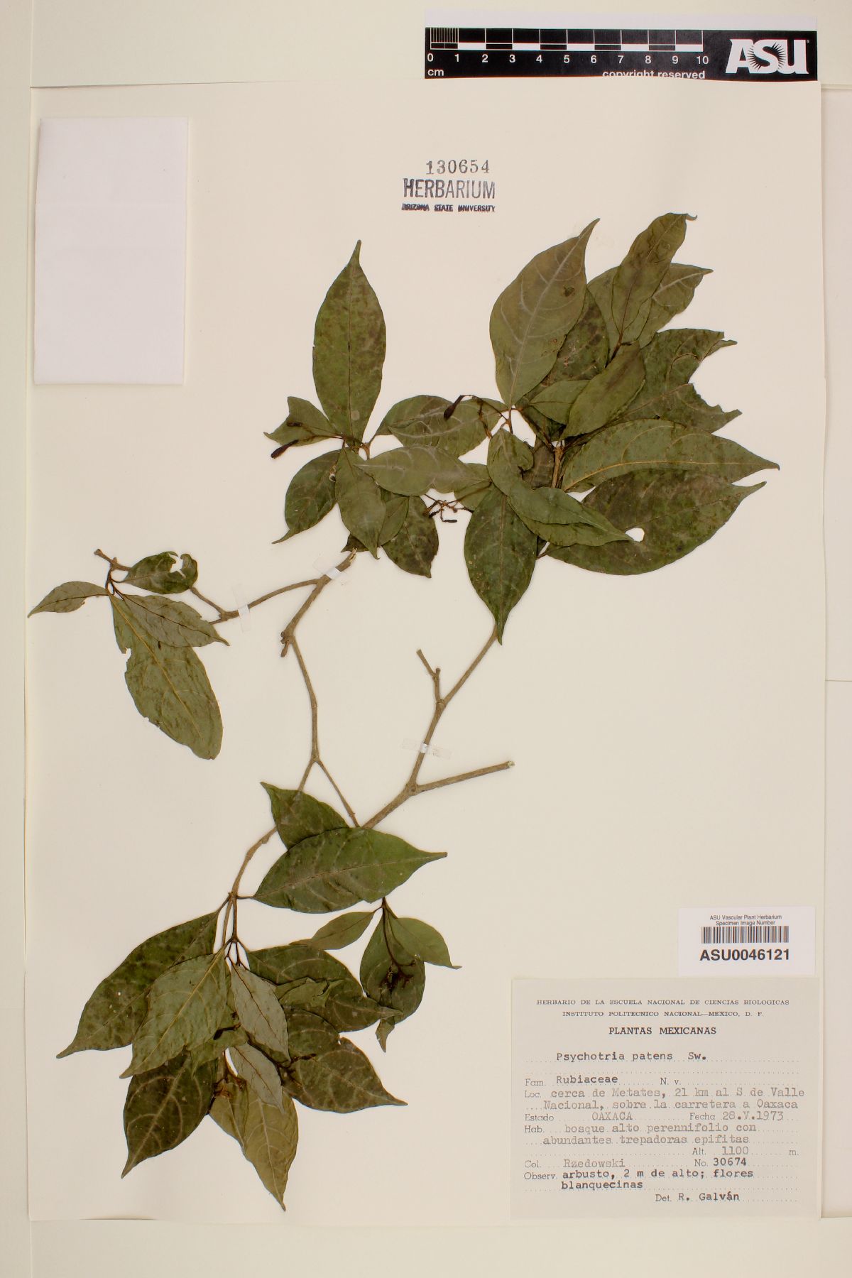 Psychotria patens image