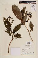 Psychotria rufescens image