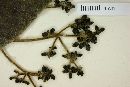 Psychotria rufescens image
