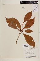 Psychotria undata image