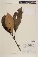 Psychotria trichotoma image