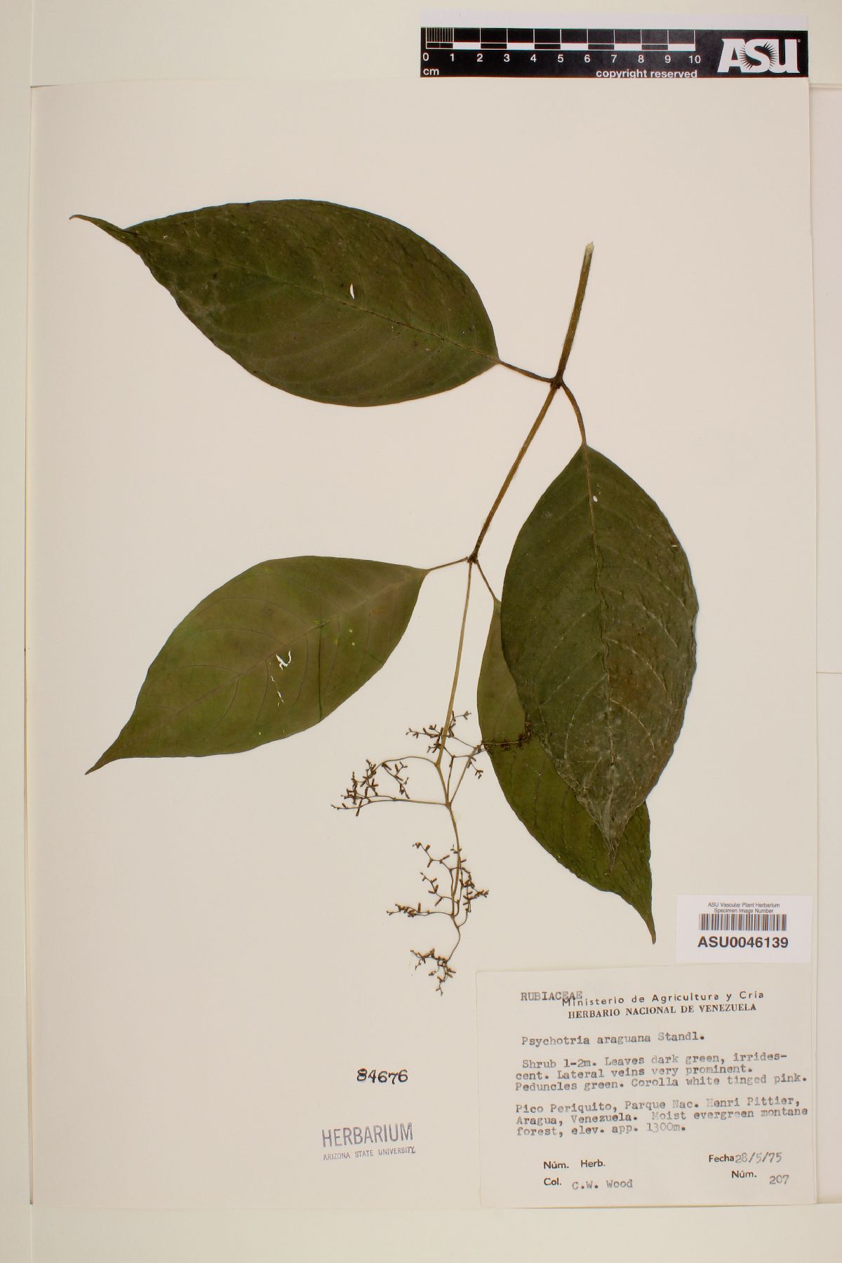 Psychotria araguana image