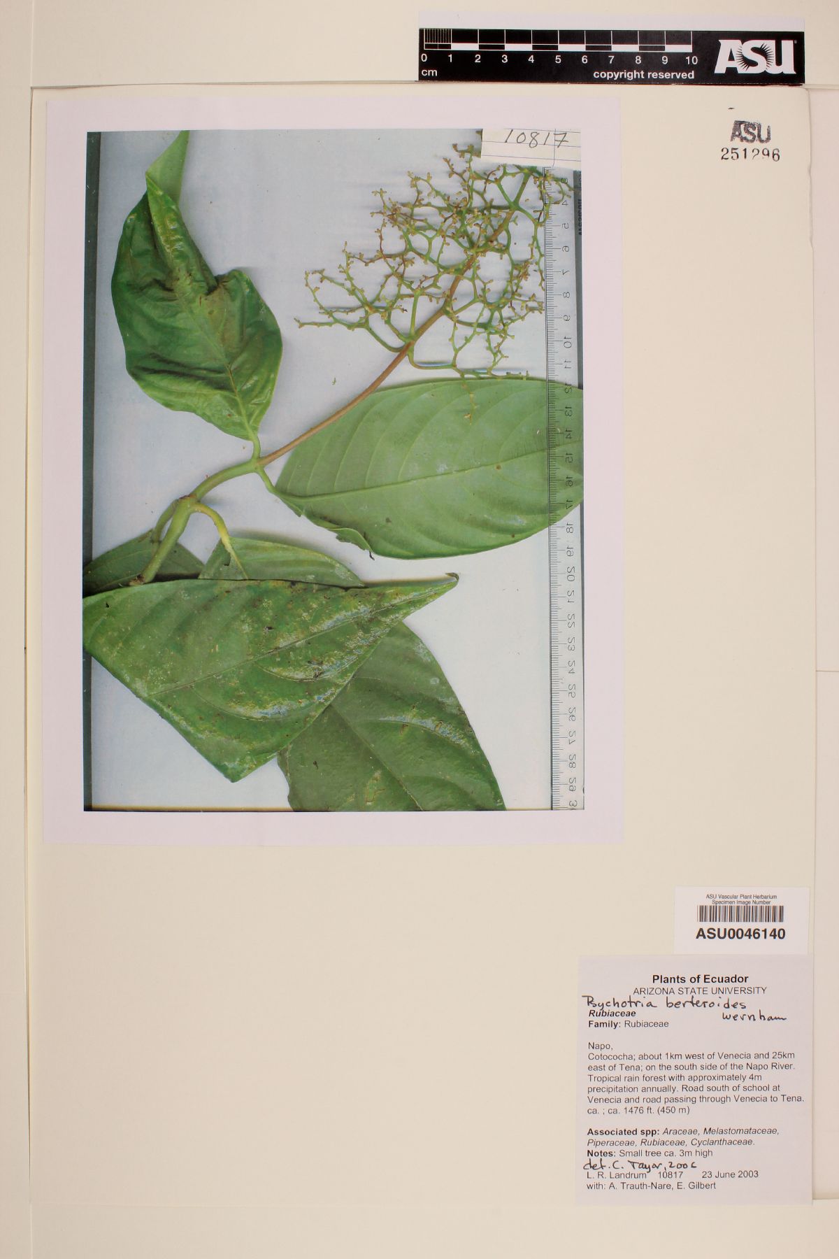 Psychotria bertieroides image
