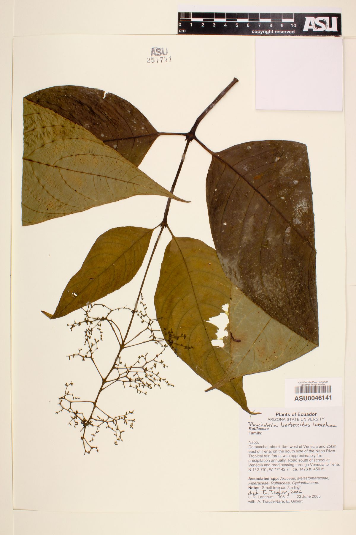 Psychotria bertieroides image