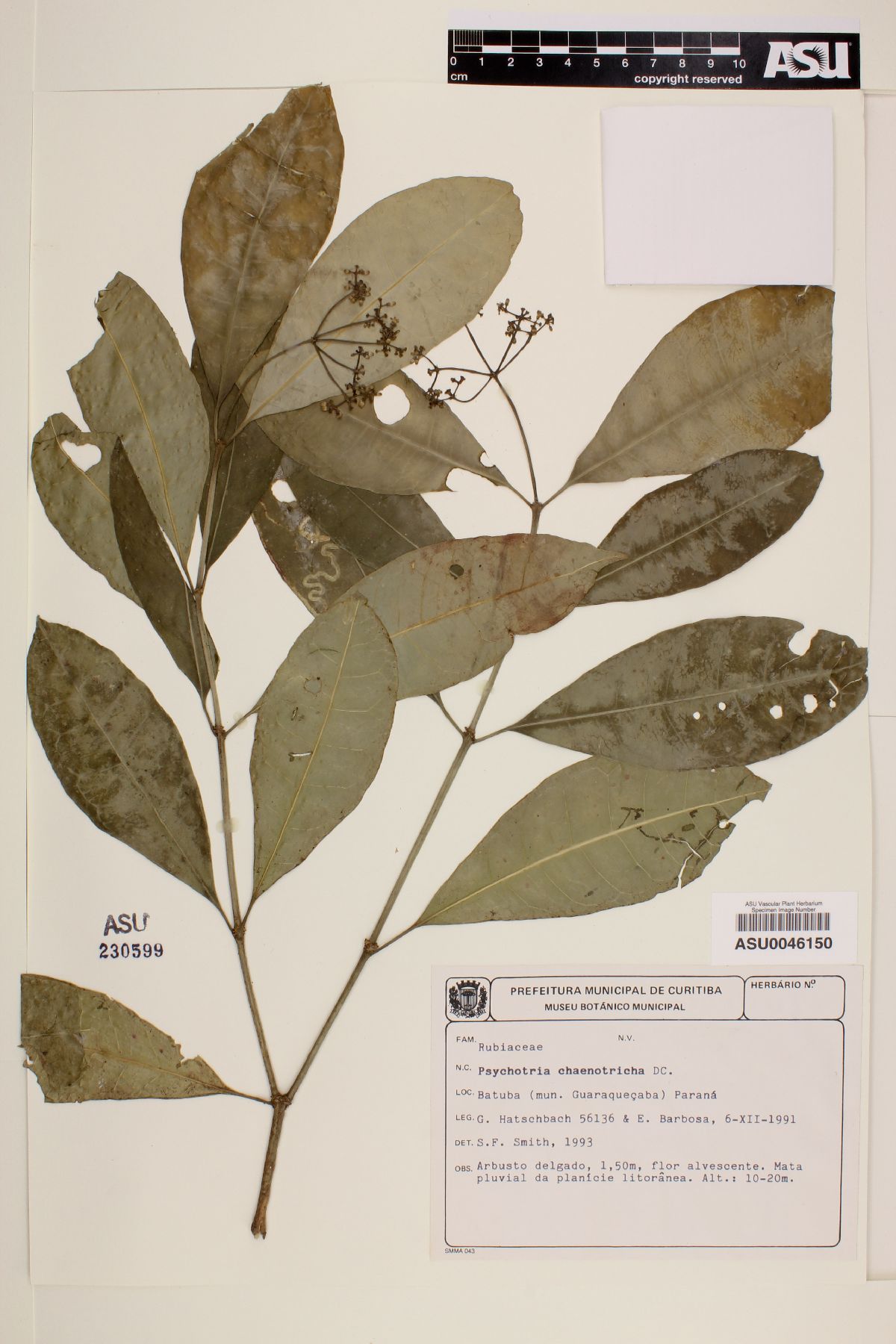 Margaritopsis chaenotricha image