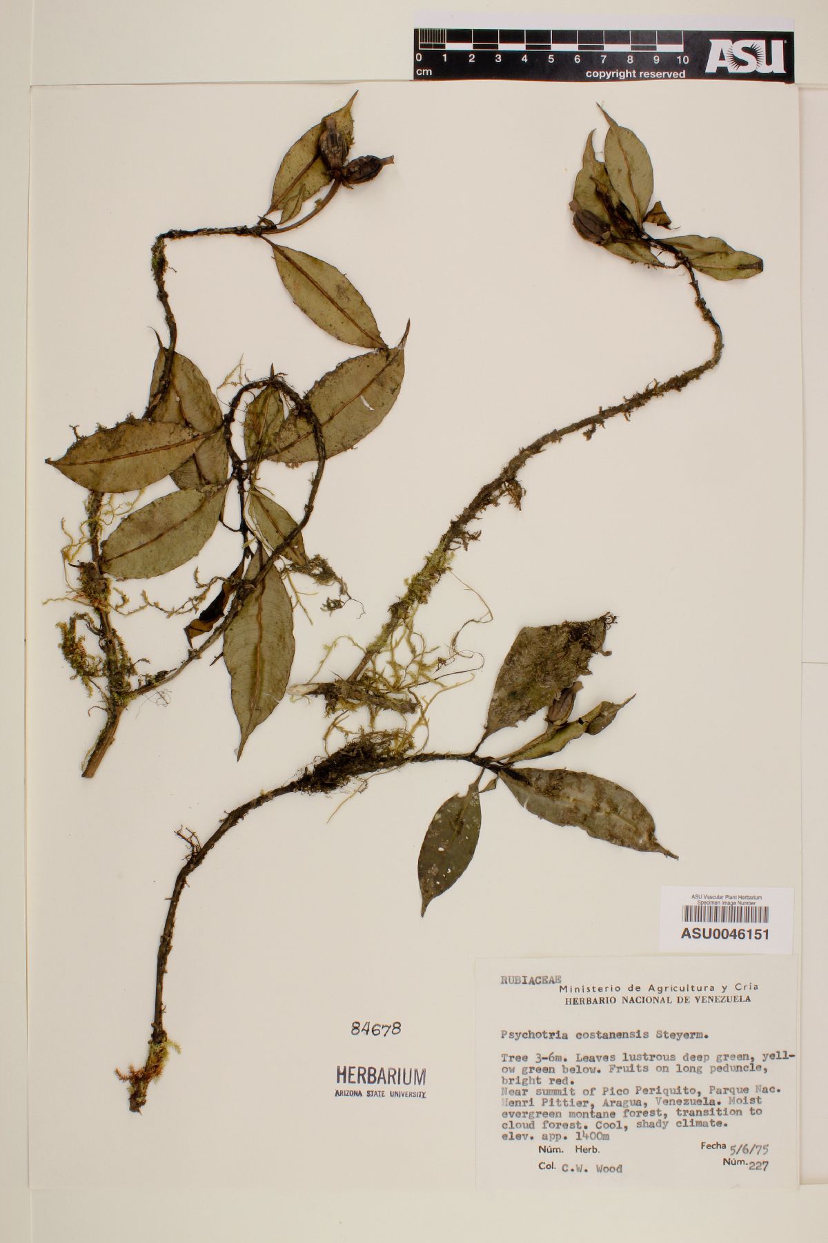 Psychotria cuatrecasasii image