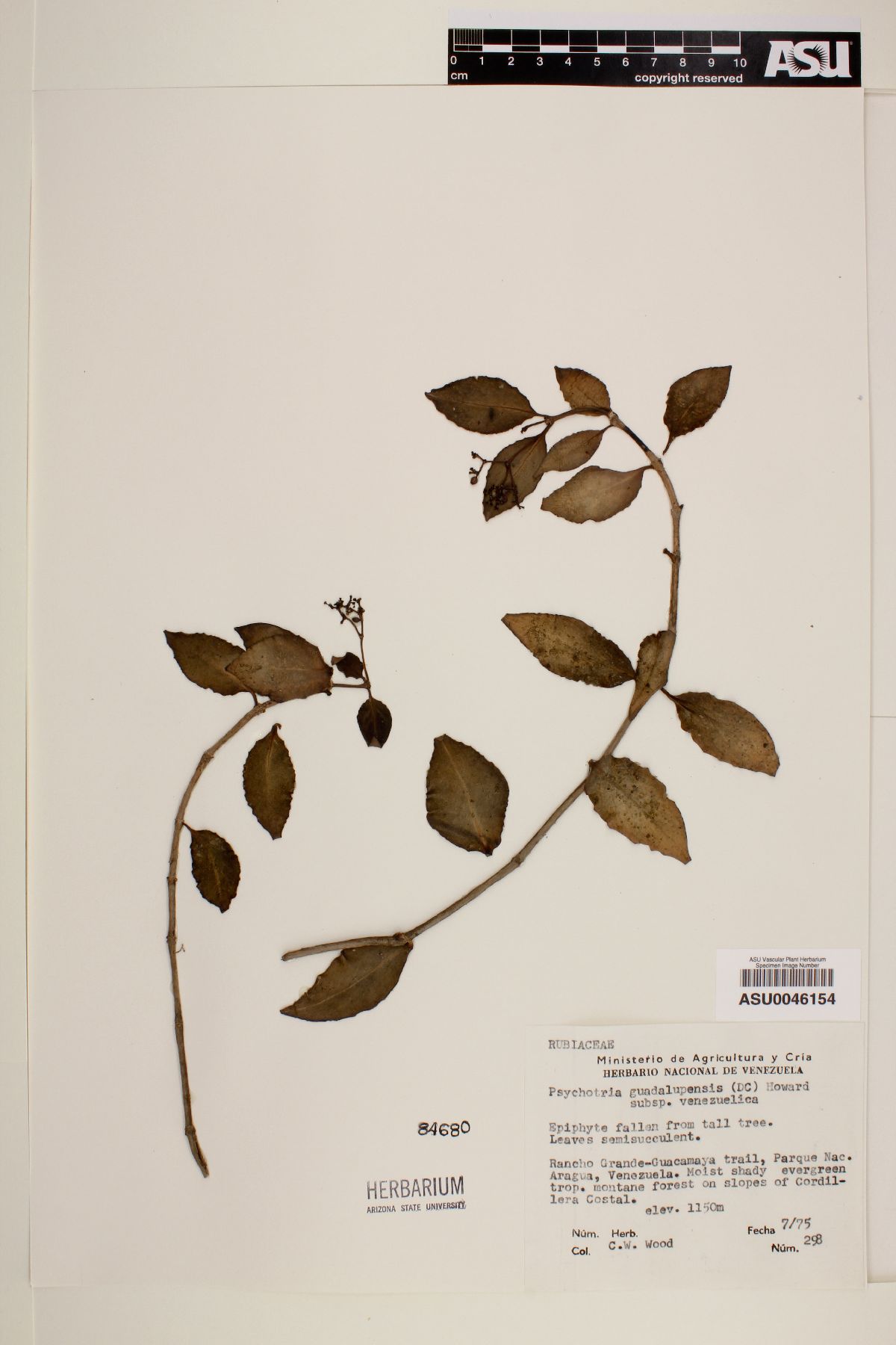 Notopleura guadalupensis subsp. venezuelica image