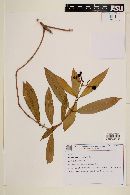Psychotria jambosioides image