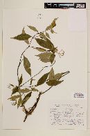 Psychotria leiocarpa image