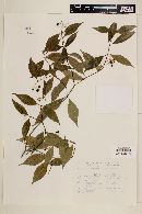 Psychotria leiocarpa image