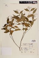 Psychotria leiocarpa image