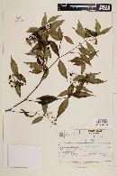 Psychotria leiocarpa image