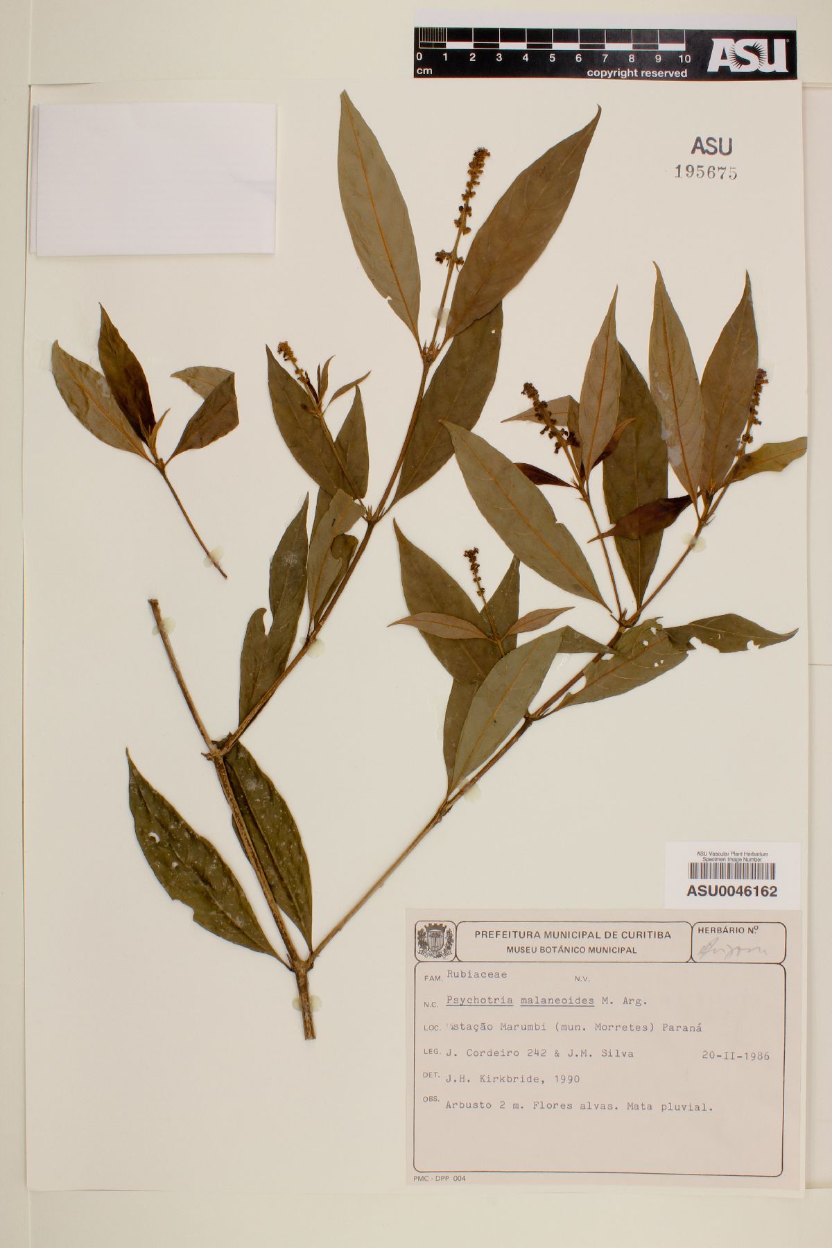 Psychotria malaneoides image