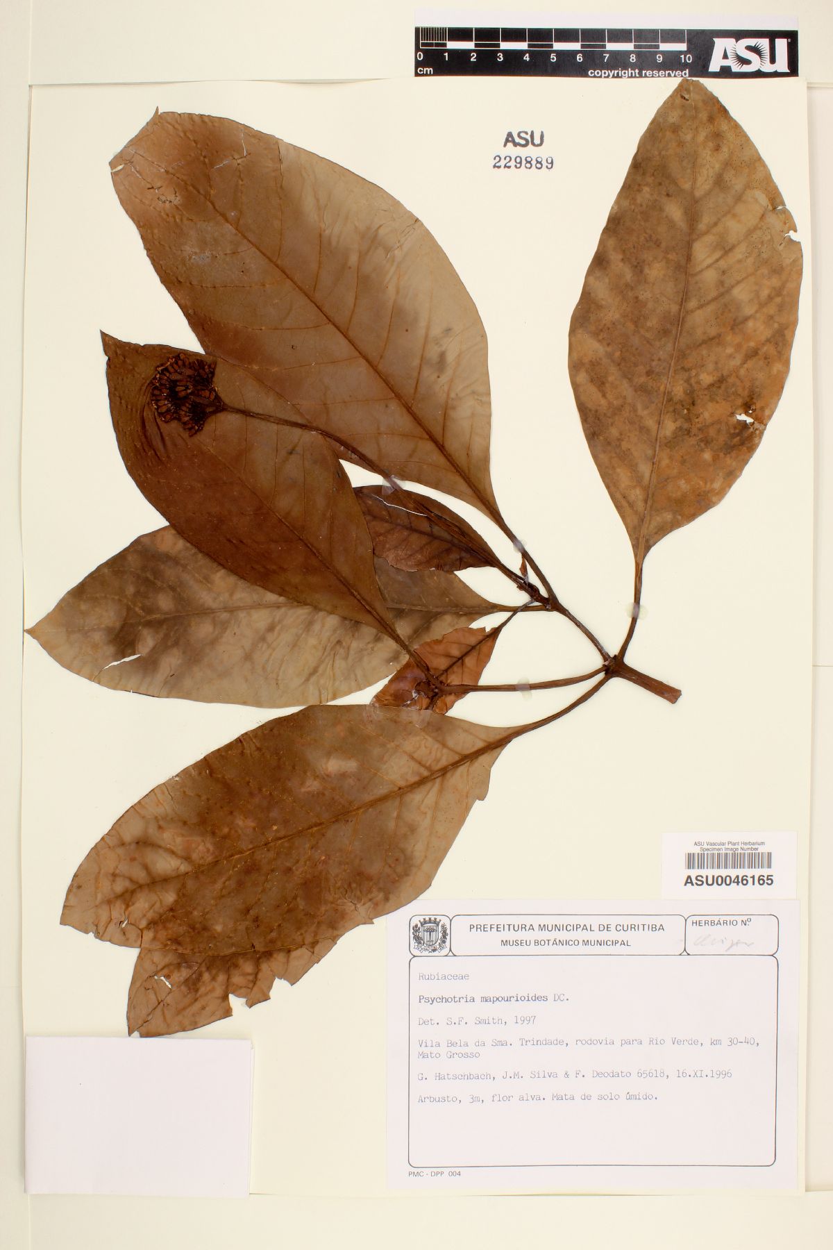 Psychotria mapourioides image
