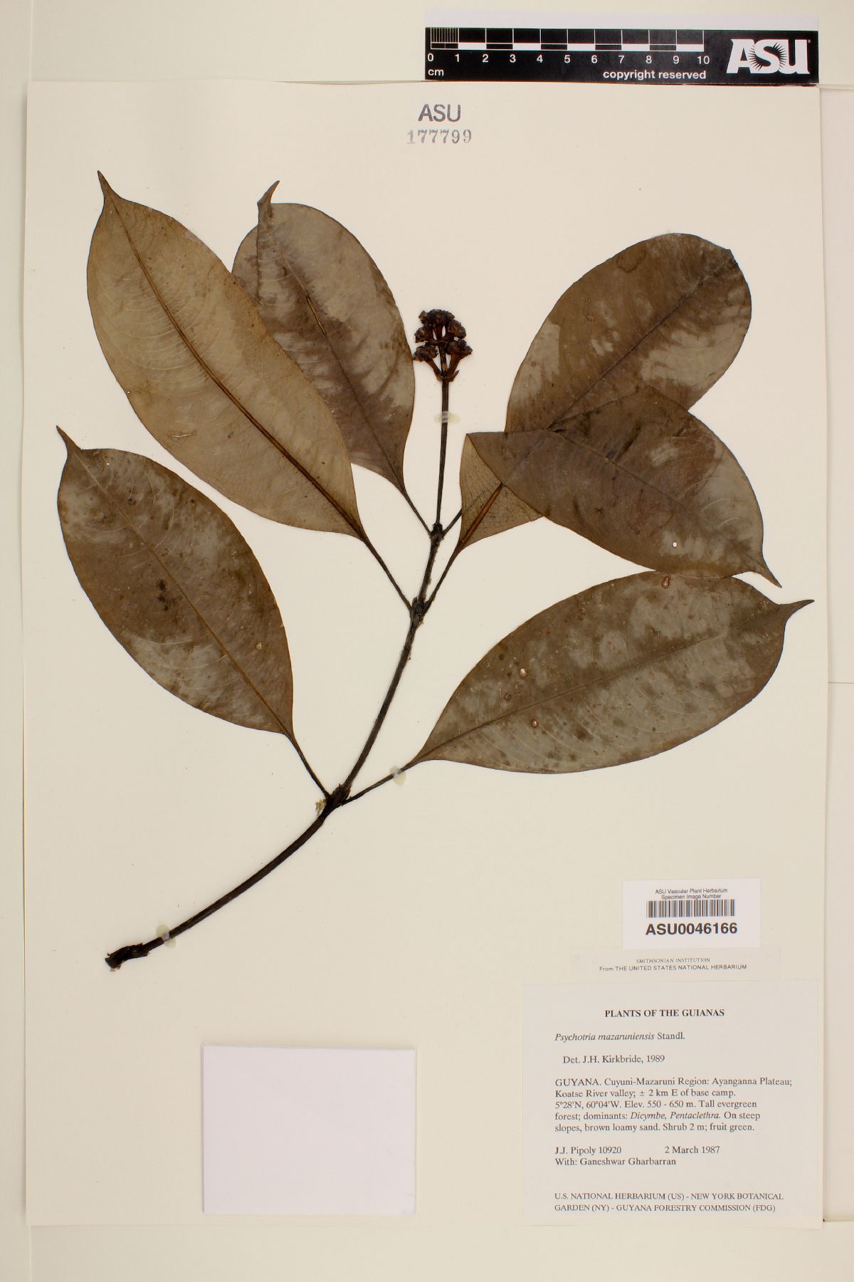 Psychotria mazaruniensis image