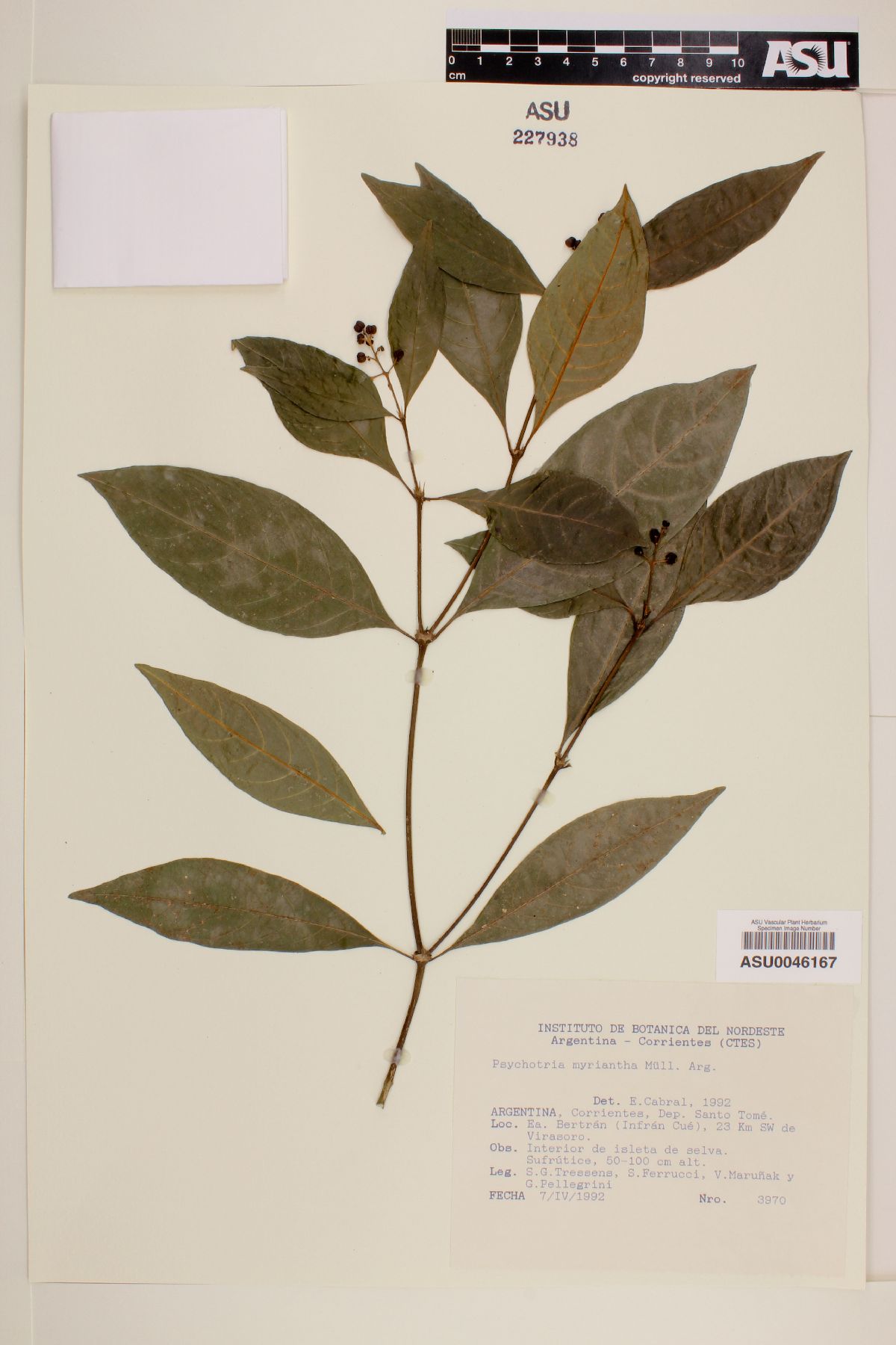 Psychotria myriantha image