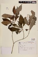Psychotria subspathulata image