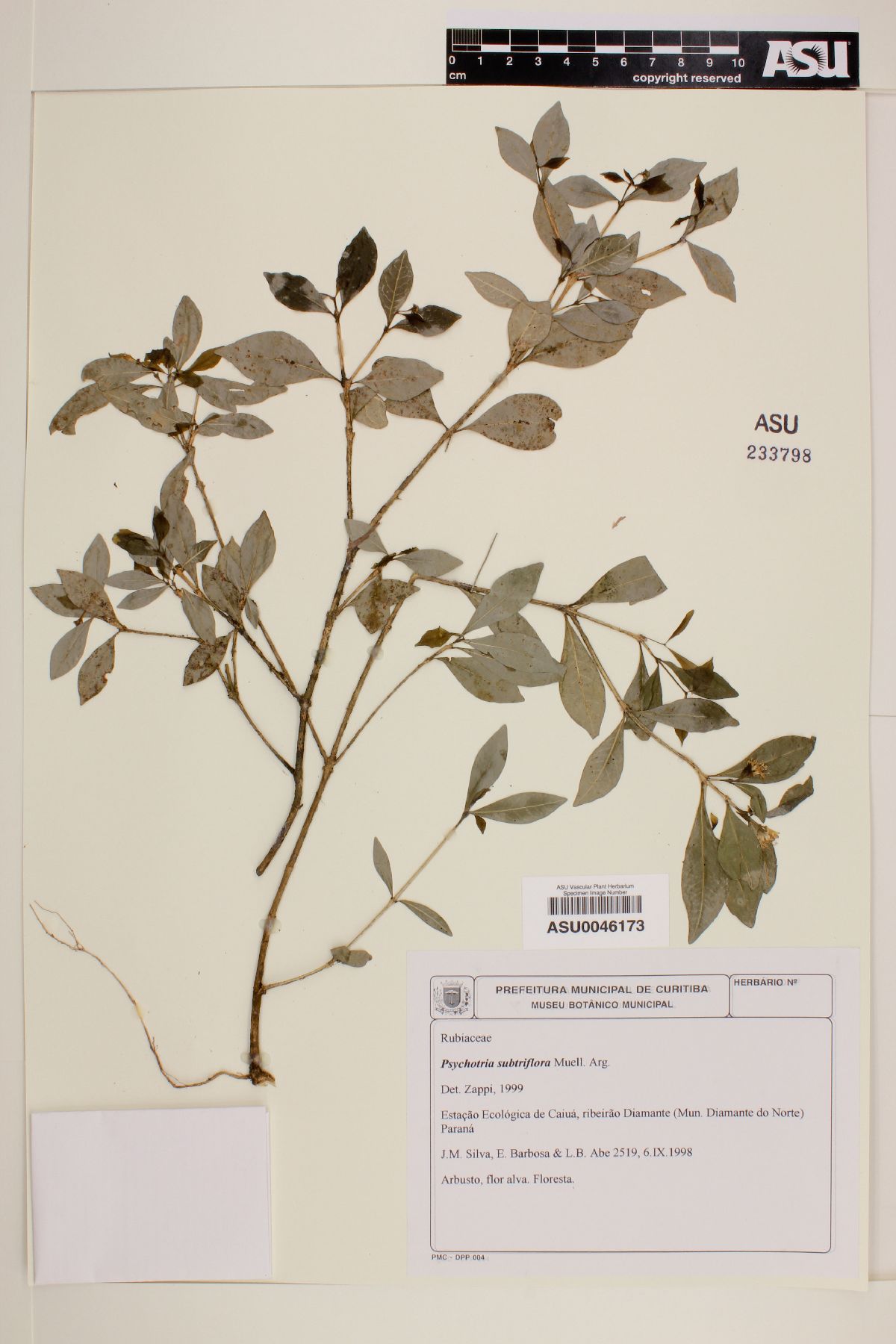Margaritopsis carrascoana image