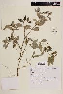 Margaritopsis carrascoana image